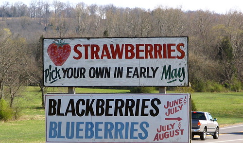 Get ready to pick your own strawberries