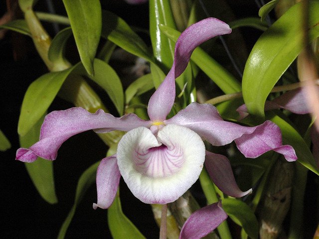 Dendrobium species