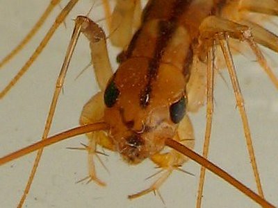 House Centipede closeup