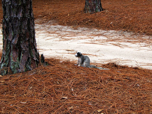 Sherman Fox Squirrel