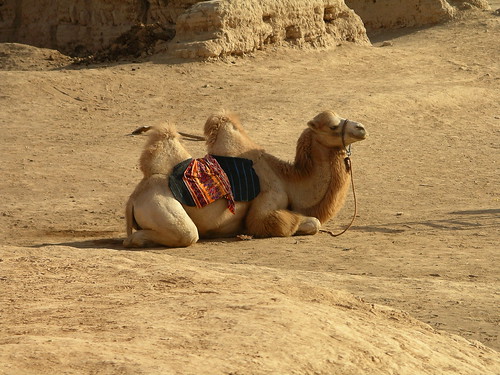 Camel at Gaochang