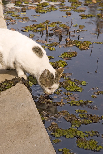 cat drink water in gan meir tel aviv by shyb