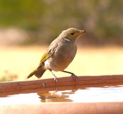 australian birds