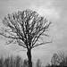 Lonely tree sombre