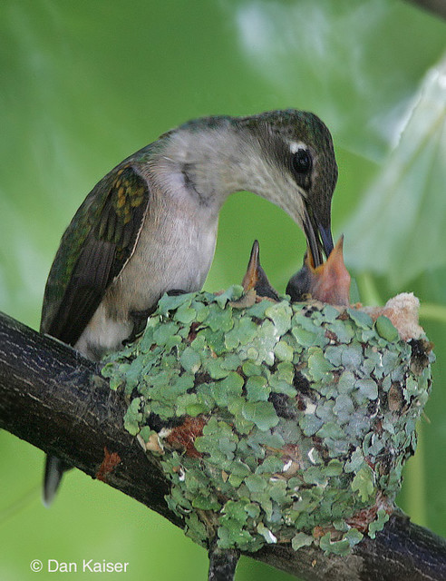 ruby throated hummingbird nest pictures: Ruby-throated Hummingbird nest
