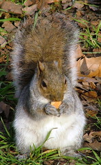 Squirrels of the world..:O)