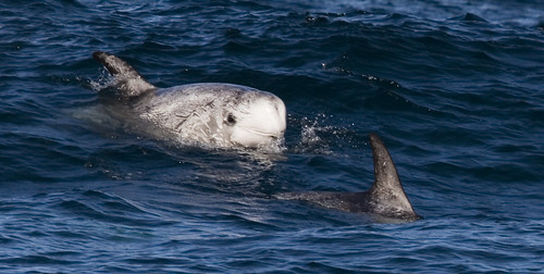 花紋海豚（攝影：Mike Baird）