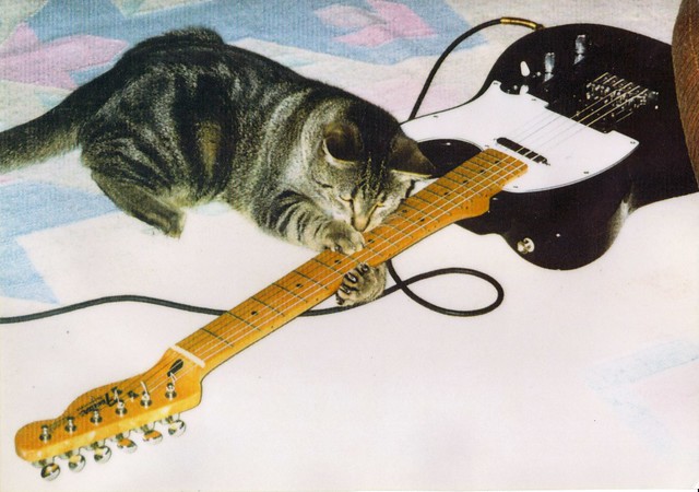 "Cat Scratch Fever!" - Ottawa 2002