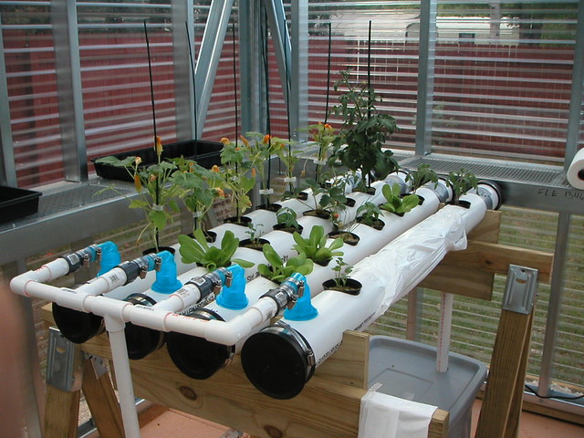NFT Hydroponic System in our greenhouse | Flickr - Photo Sharing!
