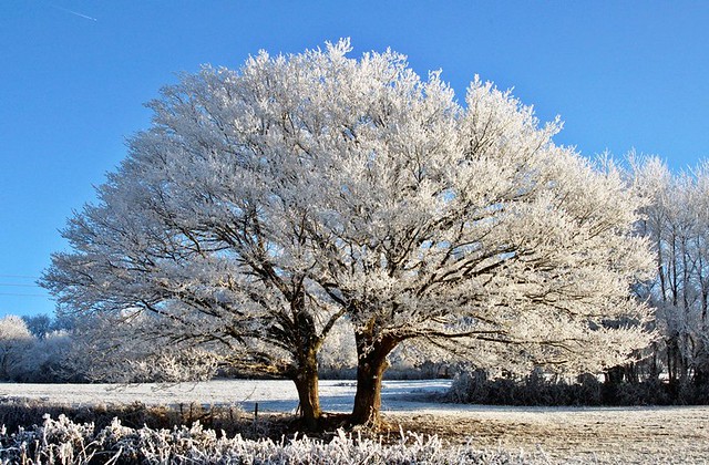 The love makes beautiful. frosted landscape for christmas xmas and happy new year pour noël et le nouvel an