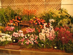 2007 Santa Barbara International Orchid Show