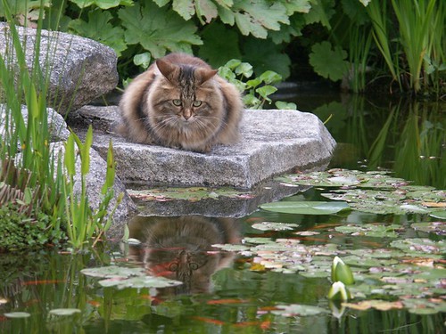 Pond reflects on cat