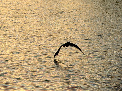Bird over the surface