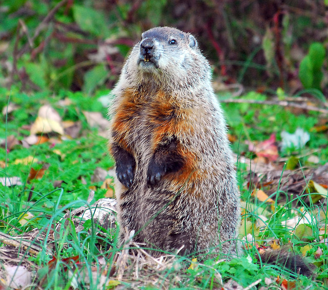  ... Punxsutawney Phil Didnt See His Shadow...Were In For An Early Spring
