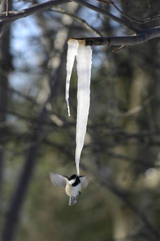 chickadee&maple-icicle_NY_Feb._©DaveSpier_D003710