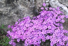 Alpenblumen / Alpine flowers