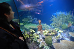 Shedd Aquarium 2007