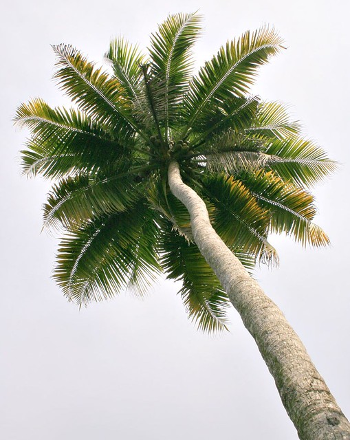 A coconut tree (palm tree)