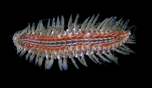 Fireworm (Chloeia sp) from Panama Canal