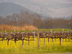 The Wine Country
