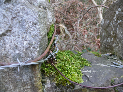 moss and wire