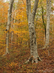 American Beech Slope and Ravine Forests