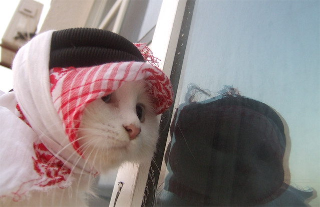 arab cat