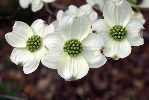 dogwood flower pictures
