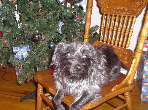 Pog's Christmas Photo 2006