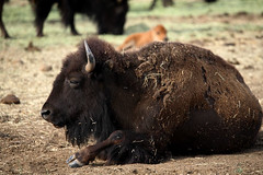 Buffalo-Bison