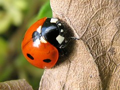 Ladybirds (Ladybugs)