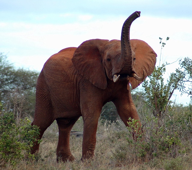 elephant trumpeting clipart - photo #36