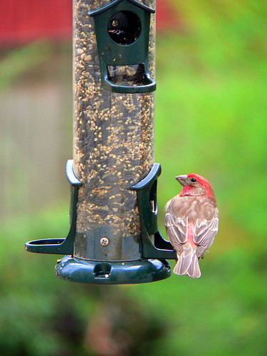House finch on the bird feeder