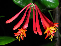 lonicera sempervirens, patton hollow, marion county, tennessee 1