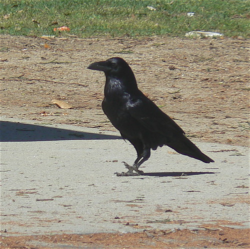 Raven . . . toe tapping