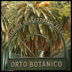 Sicily : Orto Botanico di Palermo and other wonderful plants...