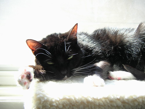 Cat sleeping on window perch in the sunlight