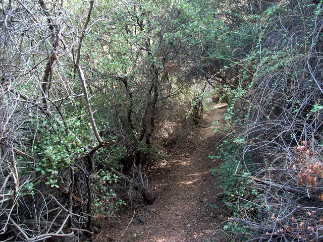 Opening Trail