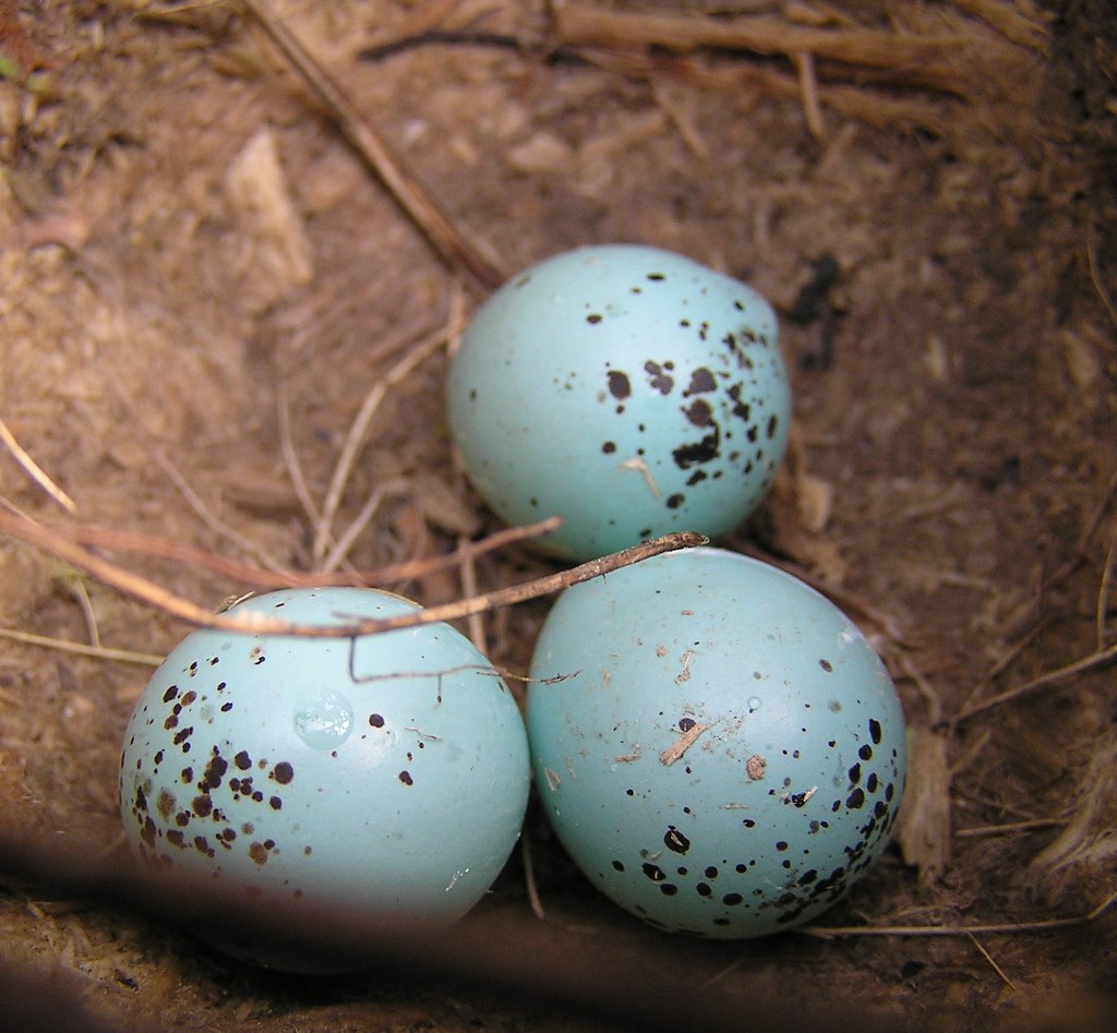 easter eggs in my garden..