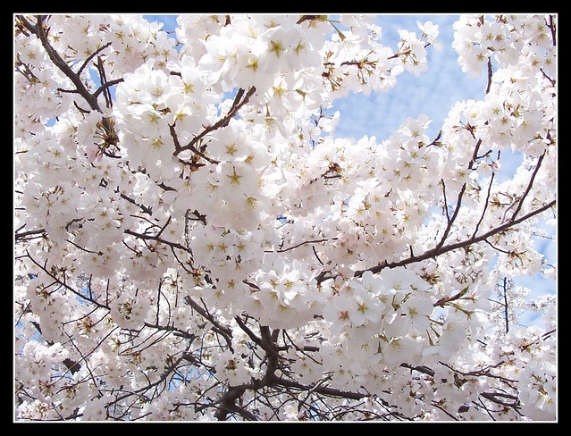 Cherry Blossom (macro)