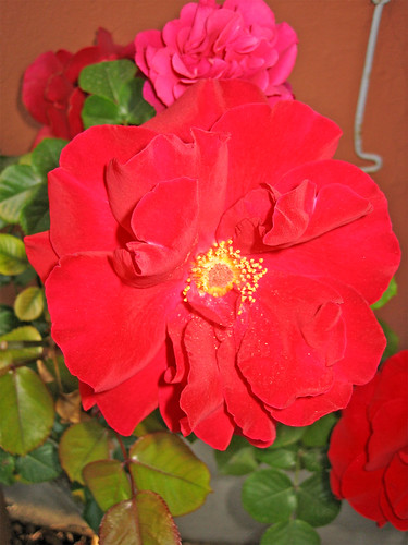 Petali di fiori di rosa, 10 kg