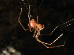 Nesticus Spiders