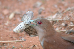 Alma-de-gato (Piaya cayana) - Squirrel Cuckoo