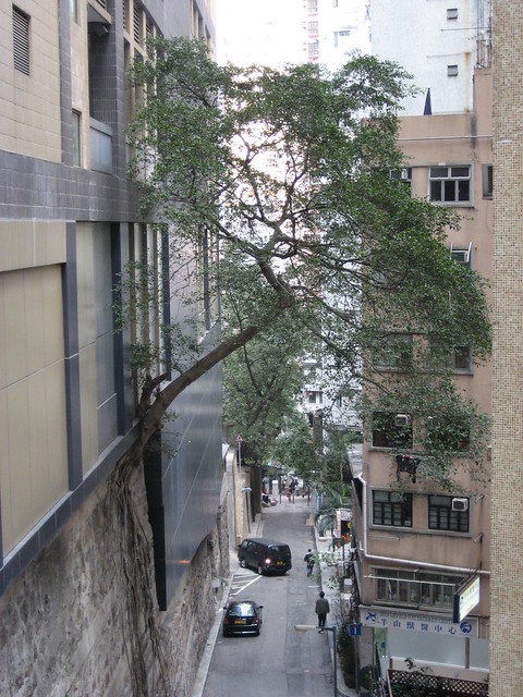 Hong Kong Tree