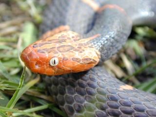 fea s viper one of the rarest snakes in the world it is