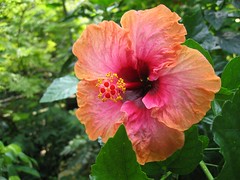 Hibiscus + related