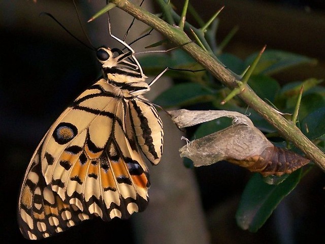 Metamorphosis: Free as a Butterfly and Ready to Fly