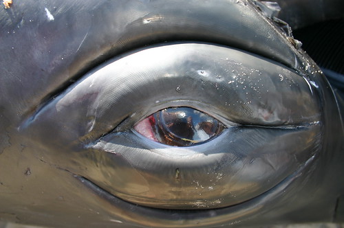 Whale Senses Sight