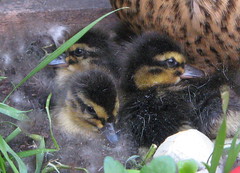 Ducklins in St Catharine's