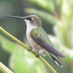 Hummingbirds & Robins 001
